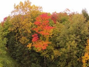 The 4 Best Drones for Capturing Footage of Fall Foliage 