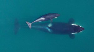 Photogrammetry image of an adult female Southern Resident (J16) as she’s about to surface with her youngest calf, born earlier this year, alongside. Future photogrammetry will allow scientists to monitor the growth of the calf and condition of the mother to ensure they are getting an adequate food supply. Credit: NOAA, Vancouver Aquarium. Taken under NOAA Fisheries research permit and FAA flight authorization.