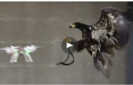 British Interest in Anti-Drone Eagles May Ruffle Feathers
