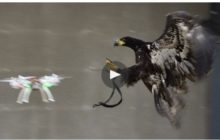 Dutch Police OK Anti-Drone Eagle Squad