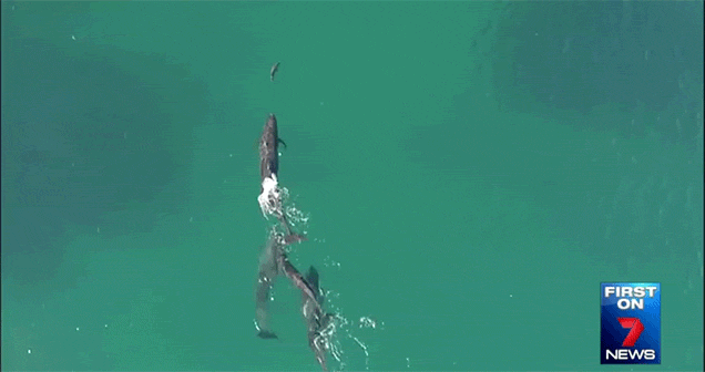 shark footage drone