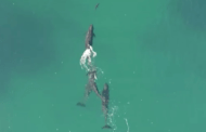 Amazing Drone Footage Shows Shark Hunt From Above