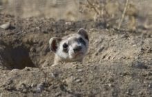 M&M Shooting Drone to Save the Ferrets