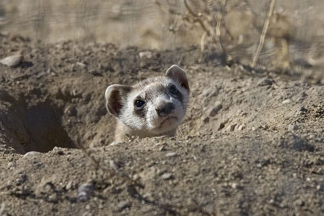 ferrets