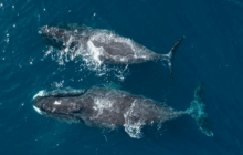 Drone Video of Bowhead Whales in the Arctic -- and It's Amazing