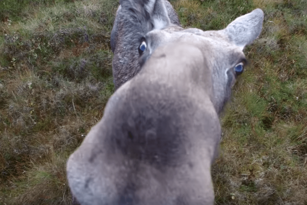 moose meets drone dji