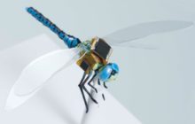 Is Genetically Modified Dragonfly The World's Smallest Drone?