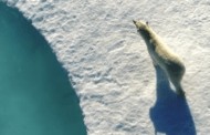 Video of the Week! Polar Bears!