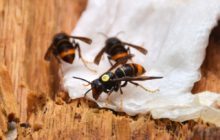 Asian Hornets Attack DJI Pest Control Drone