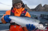 Drone Research Project Could Save Norway's Salmon Population