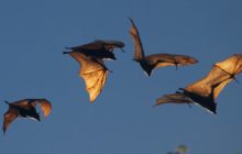 DoD Introduces Contest for New Drones that Fly Like Bats and Insects