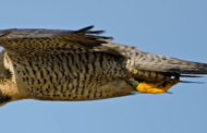 Falcon-flight Research May Inform Anti-drone Solutions.