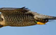 Falcon-flight Research May Inform Anti-drone Solutions.