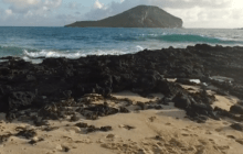 AirVuz Video of the Week: Relaxing Rabbit Island