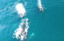 AirVuz Video of the Week: Humpback Whales!