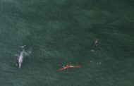 Ocean Alliance and FlightWave Aero Trial Fixed-Wing Drone for Whale Research