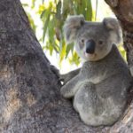 drones used for koala conservation thermal imaging