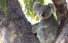 Drones, Thermal Images and Koala Conservation