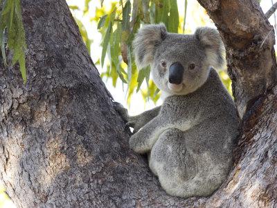 drones used for koala conservation thermal imaging