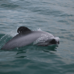 new zealand dolphins = could they be protected by drones and thermal cameras?