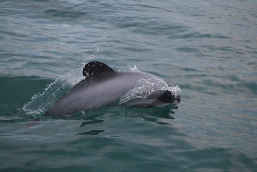 new zealand dolphins = could they be protected by drones and thermal cameras?