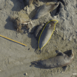 UC Santa Cruz, california costa lab use drones to estimate elephant seal weight