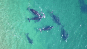 All’s Whale That Measures Well: Drones Help Researcher Measure Marine Mammals