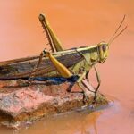 drones locusts india