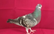 On The Lighter Side:  Why did Someone pay 1.4 Million Dollars for a Pigeon?  (Video)