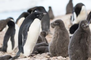 UcGS drone fleet software counts Adelie penguins