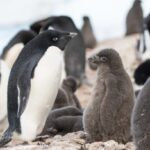 UcGS drone fleet software counts Adelie penguins