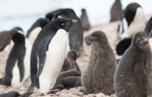 From Drone Light Shows to Environmental Conservation: UgCS Drone Fleet Software Helps Scientists Count Penguin Chicks