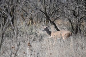 drones for hunting, hunting drones