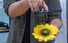 Could Tiny Drone Swarms Help Pollinate Crops?  WPI Researcher Develops RoboBees