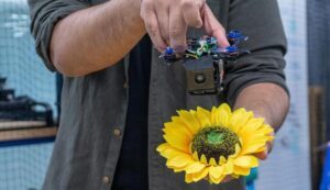 drone swarms pollination, WPI Researcher RoboBees