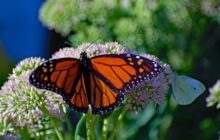 POLLi Unveiled: Unlocking Mysteries of Monarch Habitats with Drones, AI, and Cloud Computing
