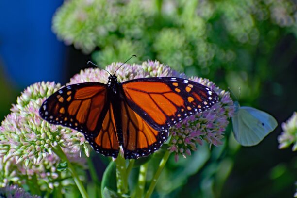 POLLi Unveiled: Unlocking Mysteries of Monarch Habitats with Drones, AI, and Cloud Computing - dronelife.com