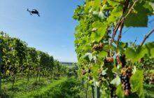 Drone Mapping of Vineyards Will Support New VISTA Project