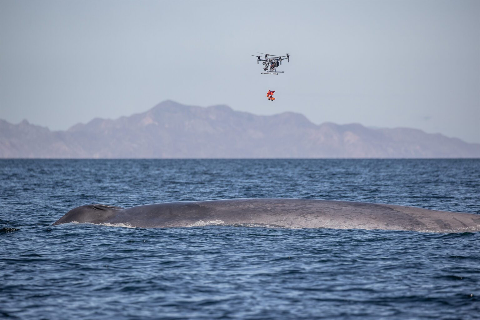 Ocean Alliance Develops New Use for Drones in Whale Research: Non ...