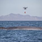 Ocean Alliance drones whale research