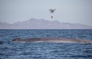 Ocean Alliance Develops New Use for Drones in Whale Research: Non-invasive Tagging