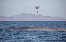 Ocean Alliance Develops New Use for Drones in Whale Research: Non-invasive Tagging