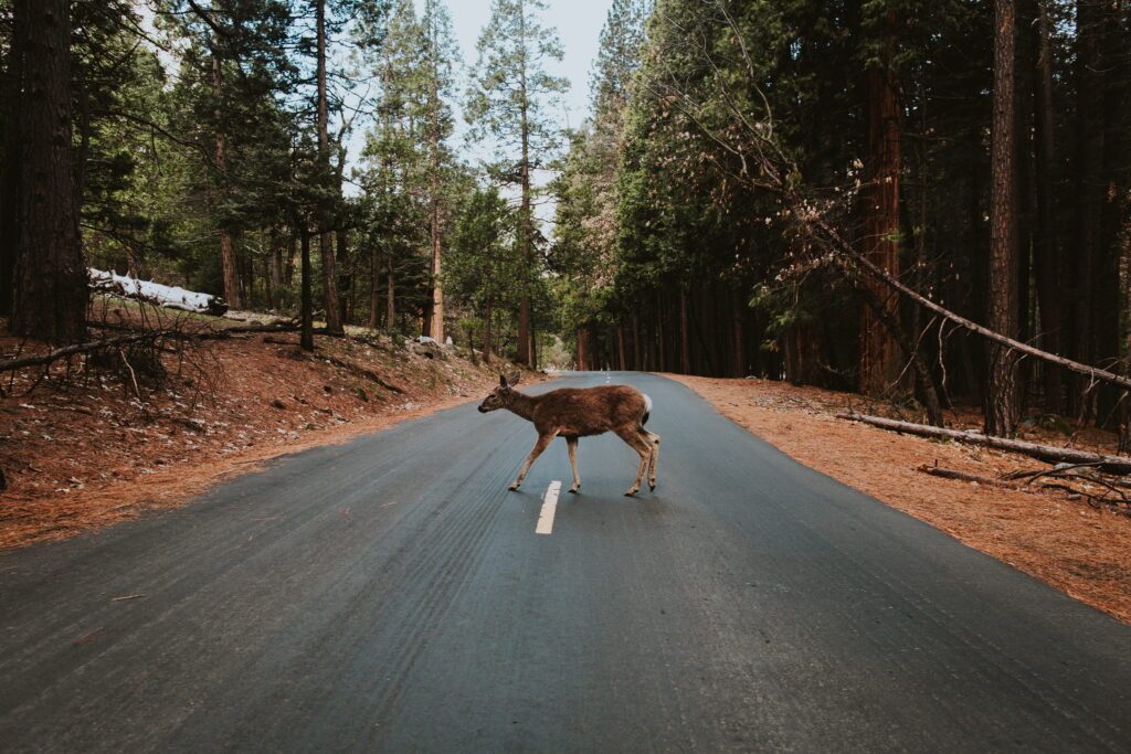 drone-based roadkill prevention