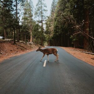 drone-based roadkill prevention