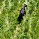 drone technology in cattle management