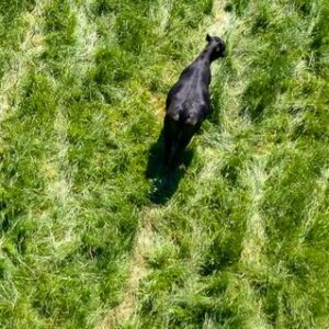 drone technology in cattle management