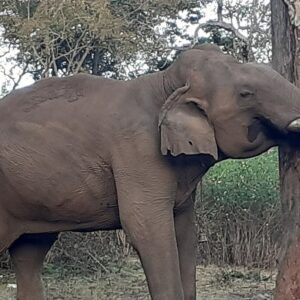 Shivansh Goswami, CC BY-SA 4.0 , via Wikimedia Commons